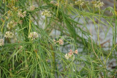 Funastrum angustifolium, photographed by Claire Herzog