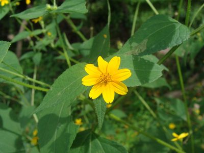 Baltimora recta, photographed by Alexis López Hernández