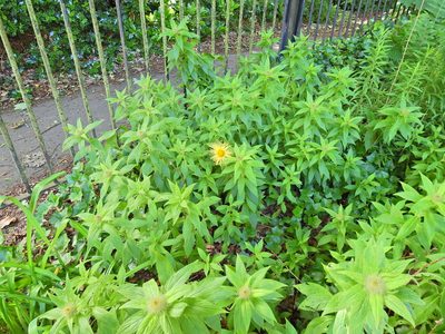Inula hookeri, photographed by Susan Marley