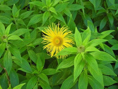 Inula hookeri, photographed by Susan Marley