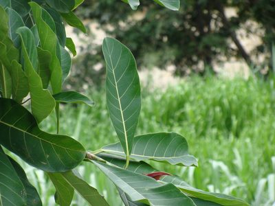 Ficus obtusifolia, photographed by Alexis López Hernández