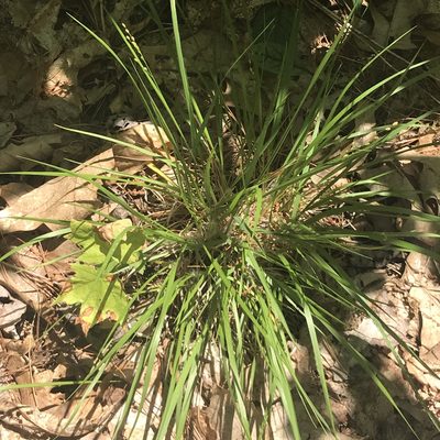 Dichanthelium depauperatum, photographed by Summit Metro Parks