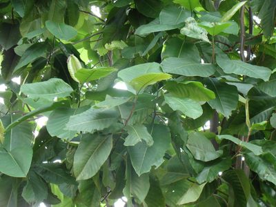 Triplaris melaenodendron, photographed by Alexis López Hernández