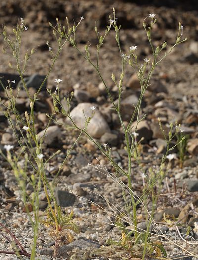 Aliciella hutchinsifolia, photographed by Steve Matson