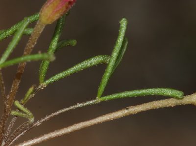 Oxalis phloxidiflora, photographed by Brian du Preez