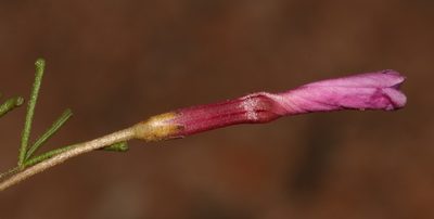Oxalis phloxidiflora, photographed by Brian du Preez