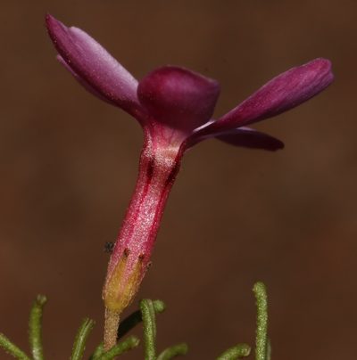 Oxalis phloxidiflora, photographed by Brian du Preez