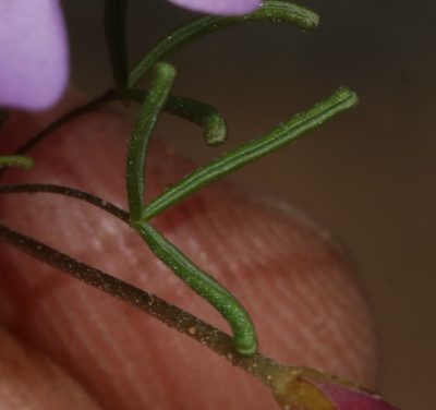 Oxalis phloxidiflora, photographed by Brian du Preez