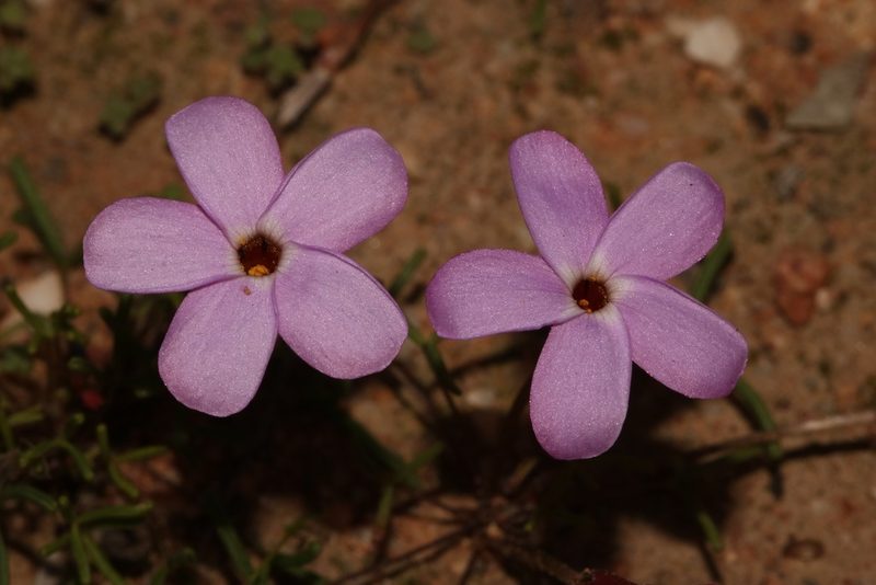 Oxalis phloxidiflora, photographed by Brian du Preez