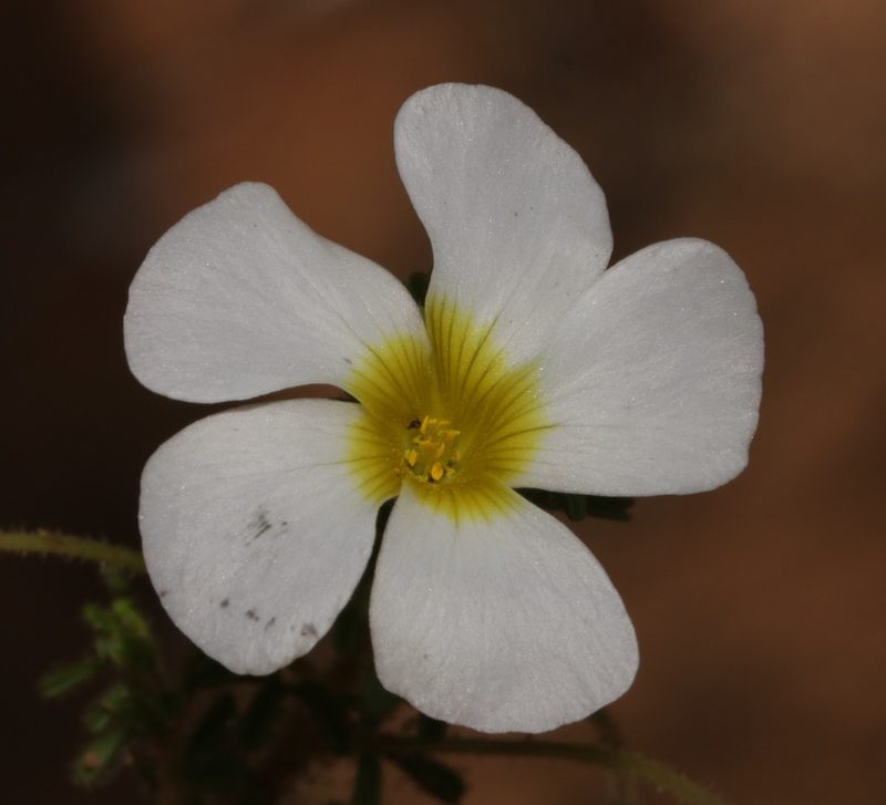 Oxalis viscosa, photographed by Brian du Preez