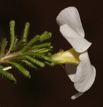 Oxalis viscosa, photographed by Brian du Preez