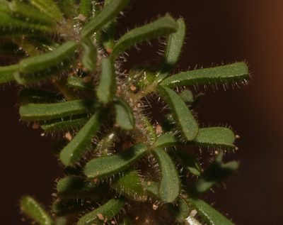 Oxalis viscosa, photographed by Brian du Preez