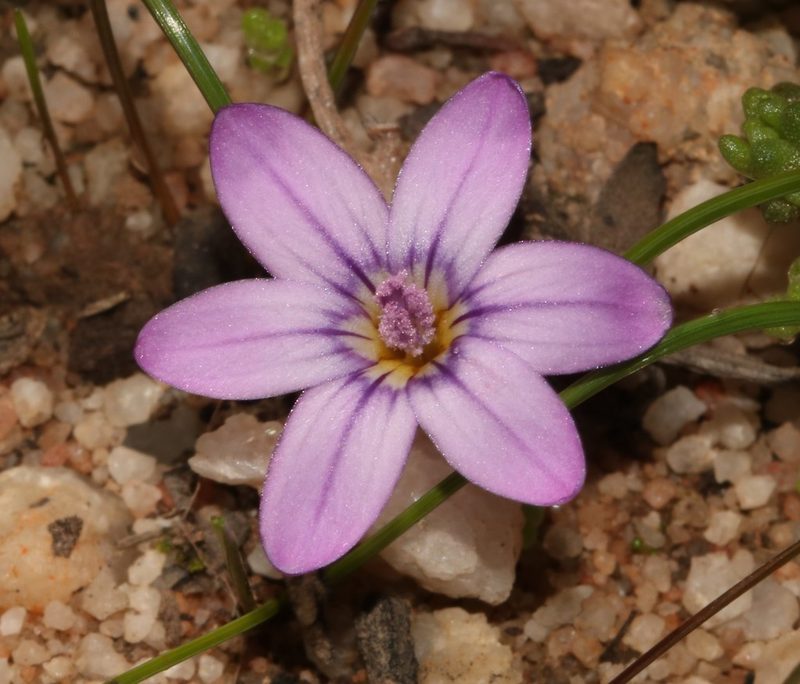 Romulea stellata, photographed by Brian du Preez