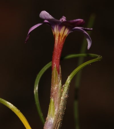 Romulea stellata, photographed by Brian du Preez