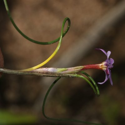 Romulea stellata, photographed by Brian du Preez