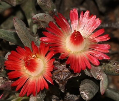 Ruschia dichroa, photographed by Brian du Preez