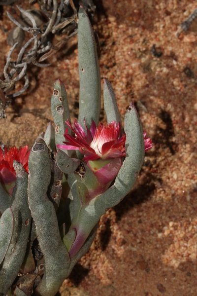 Ruschia dichroa, photographed by Brian du Preez