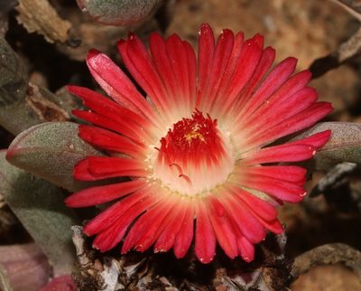 Ruschia dichroa, photographed by Brian du Preez