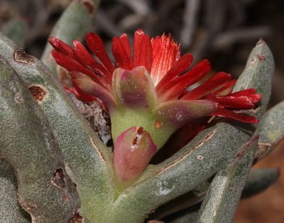 Ruschia dichroa, photographed by Brian du Preez