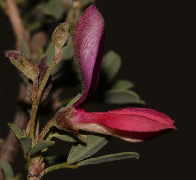 Indigofera salteri, photographed by Brian du Preez