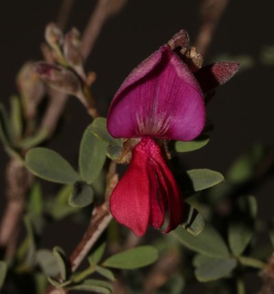 Indigofera salteri, photographed by Brian du Preez