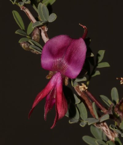 Indigofera salteri, photographed by Brian du Preez