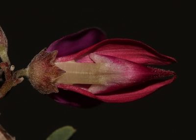 Indigofera salteri, photographed by Brian du Preez