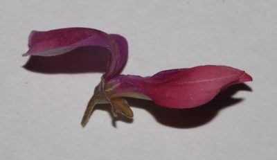 Indigofera salteri, photographed by Brian du Preez