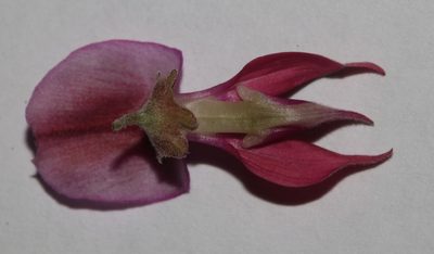 Indigofera salteri, photographed by Brian du Preez
