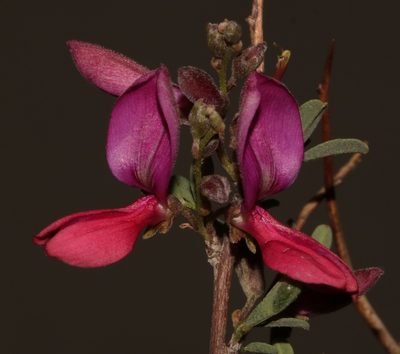Indigofera salteri, photographed by Brian du Preez
