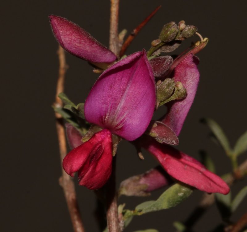 Indigofera salteri, photographed by Brian du Preez