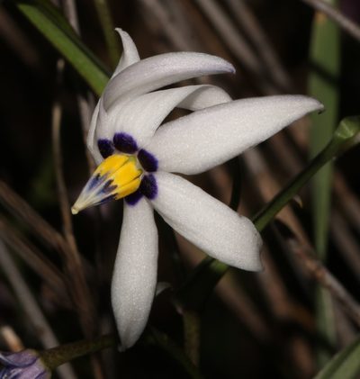 Walleria gracilis, photographed by Brian du Preez