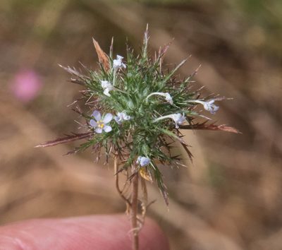 Navarretia tagetina, photographed by Don Loarie