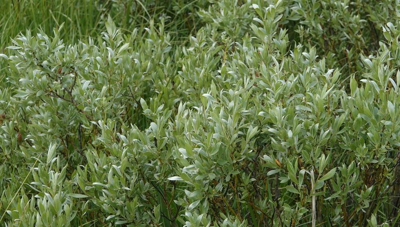 Salix wolfii, photographed by desertnaturalist