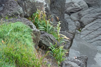 Sorghum bicolor, photographed by 國立臺灣博物館