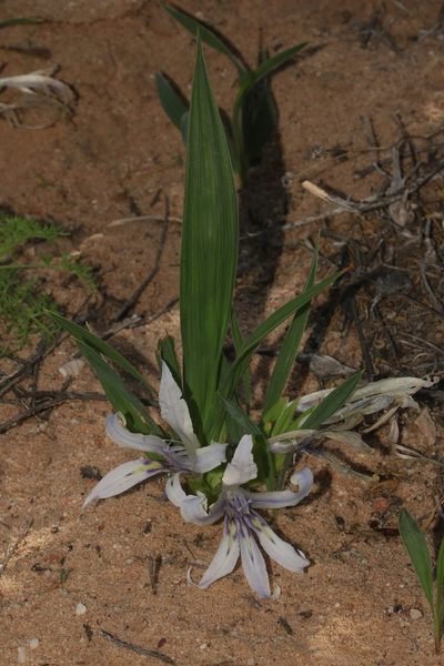 Babiana scabrifolia, photographed by Brian du Preez