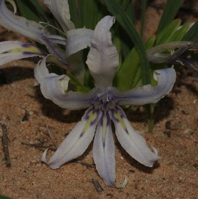 Babiana scabrifolia, photographed by Brian du Preez