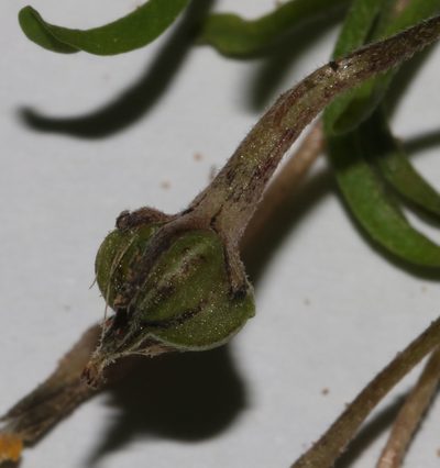 Oxalis macra, photographed by Brian du Preez