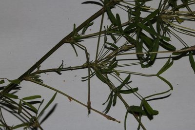 Oxalis macra, photographed by Brian du Preez