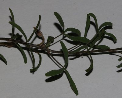 Oxalis macra, photographed by Brian du Preez