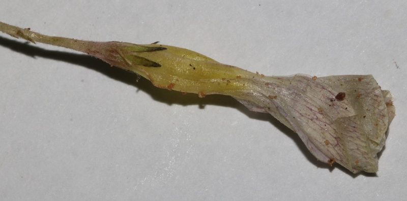 Oxalis macra, photographed by Brian du Preez