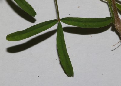 Oxalis macra, photographed by Brian du Preez
