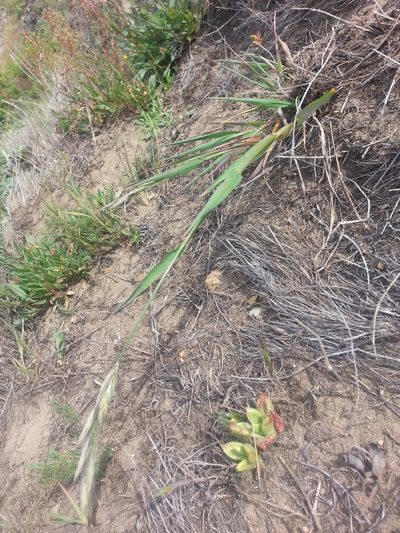 Bromus maritimus, photographed by Peter Brastow