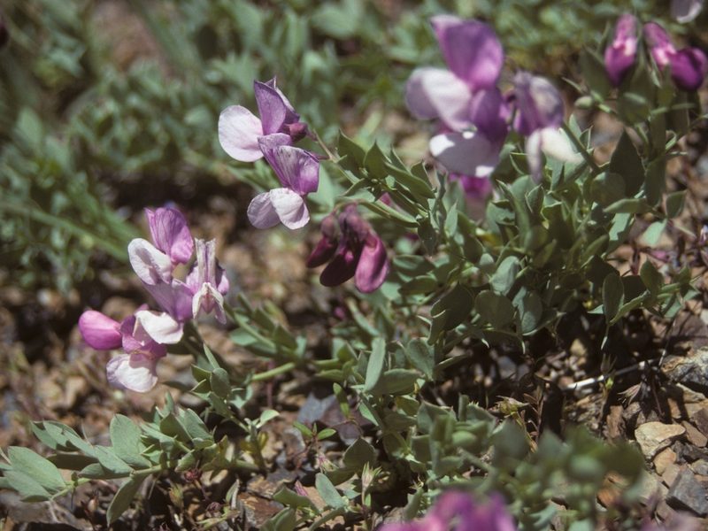 Lathyrus grimesii, photographed by Jim Morefield