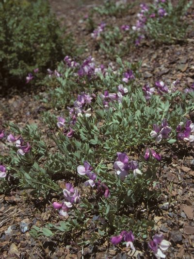 Lathyrus grimesii, photographed by Jim Morefield