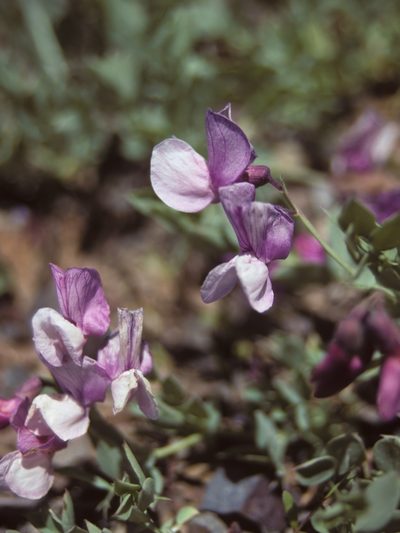Lathyrus grimesii, photographed by Jim Morefield