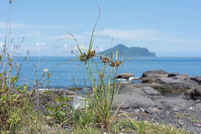 Cyperus javanicus, photographed by 國立臺灣博物館