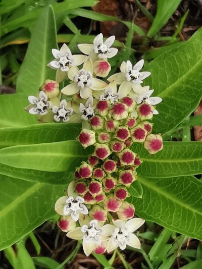 Asclepias pratensis, photographed by Juan Carlos Pérez Magaña