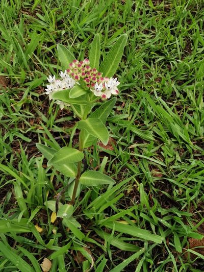 Asclepias pratensis, photographed by Juan Carlos Pérez Magaña