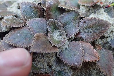 Gunnera hamiltonii, photographed by Wendy Bailey